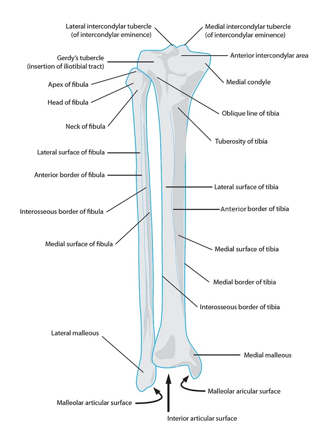 Skeletal System Diagrams